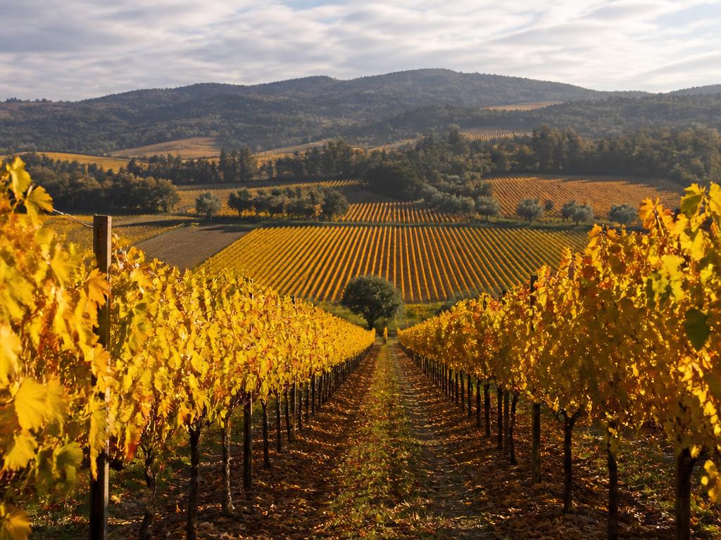 Napa Valley vineyards in peak autumn harvest with golden vine leaves