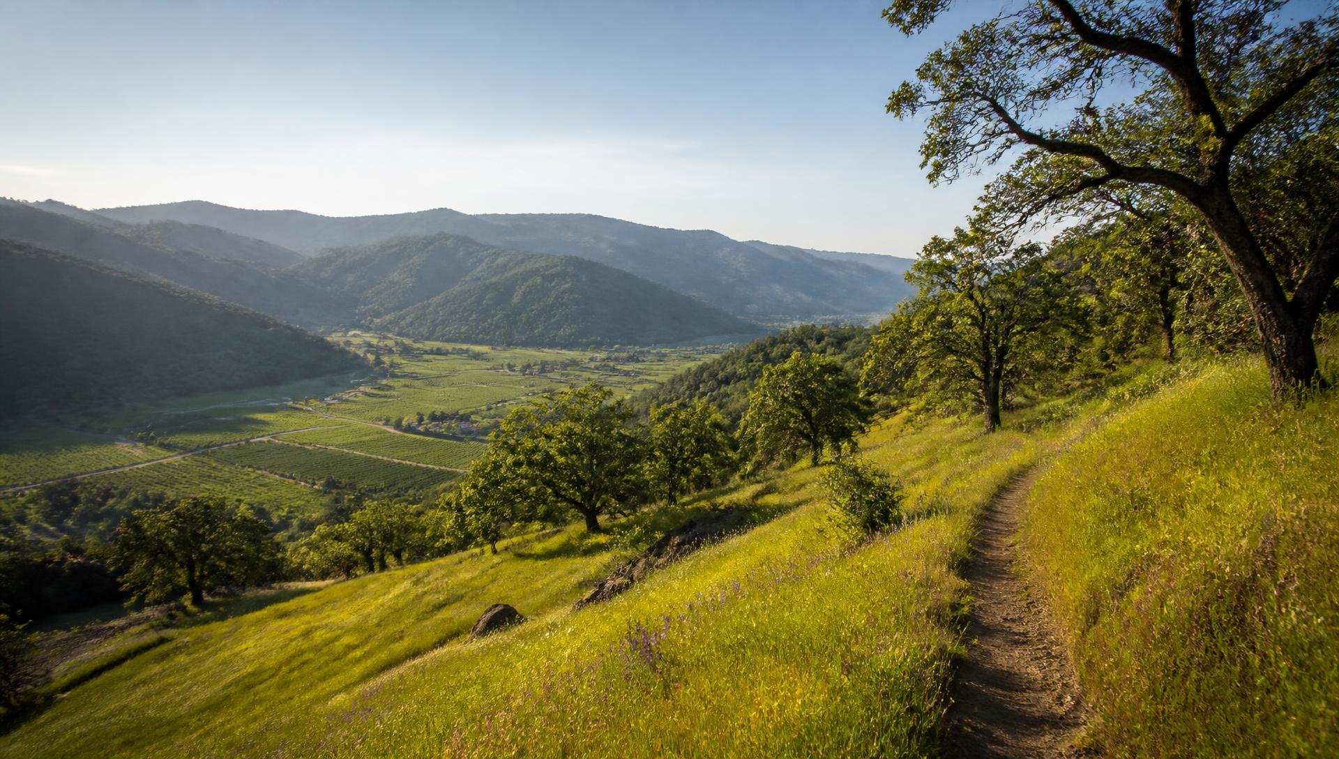 Hillside hiking trail above the Napa Valley floor with oak trees and spring wildflowers